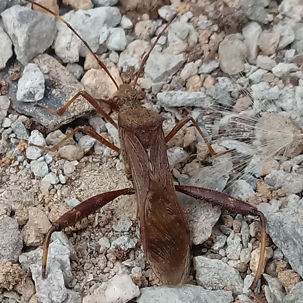 한국의 노린재