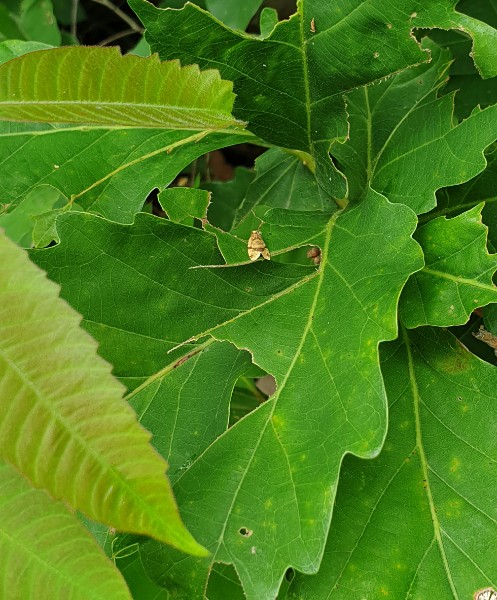 꼬마무늬잎말이나방