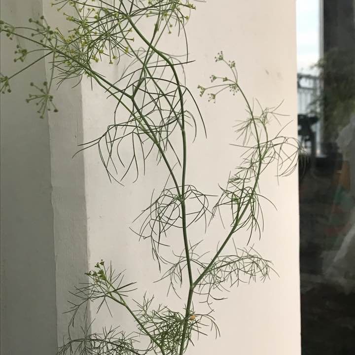회향