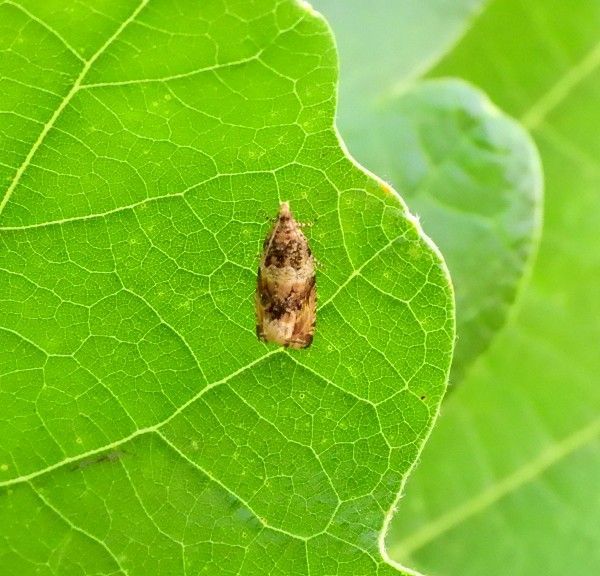 꼬마무늬잎말이나방