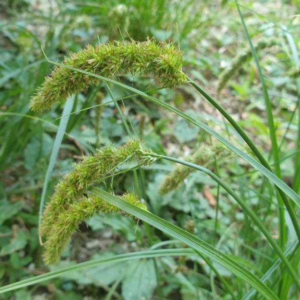 산괭이사초