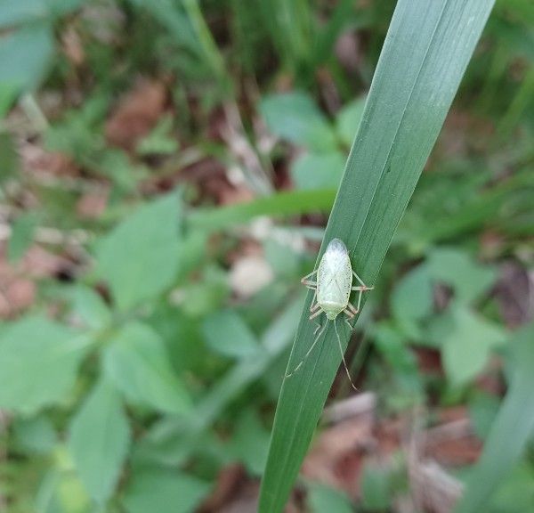 뒷창참나무노린재