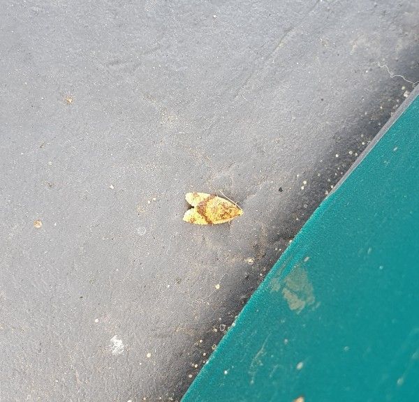 낙엽꼬마잎말이나방