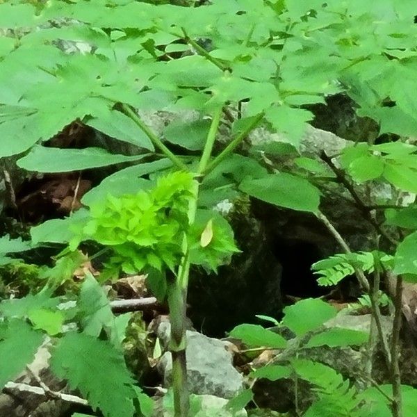 궁궁이