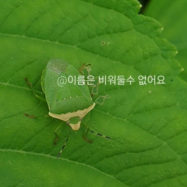풀색노린재