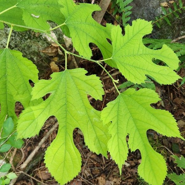 산뽕나무