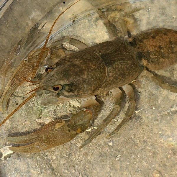 가재