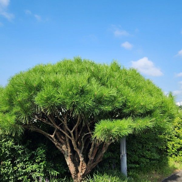 반송