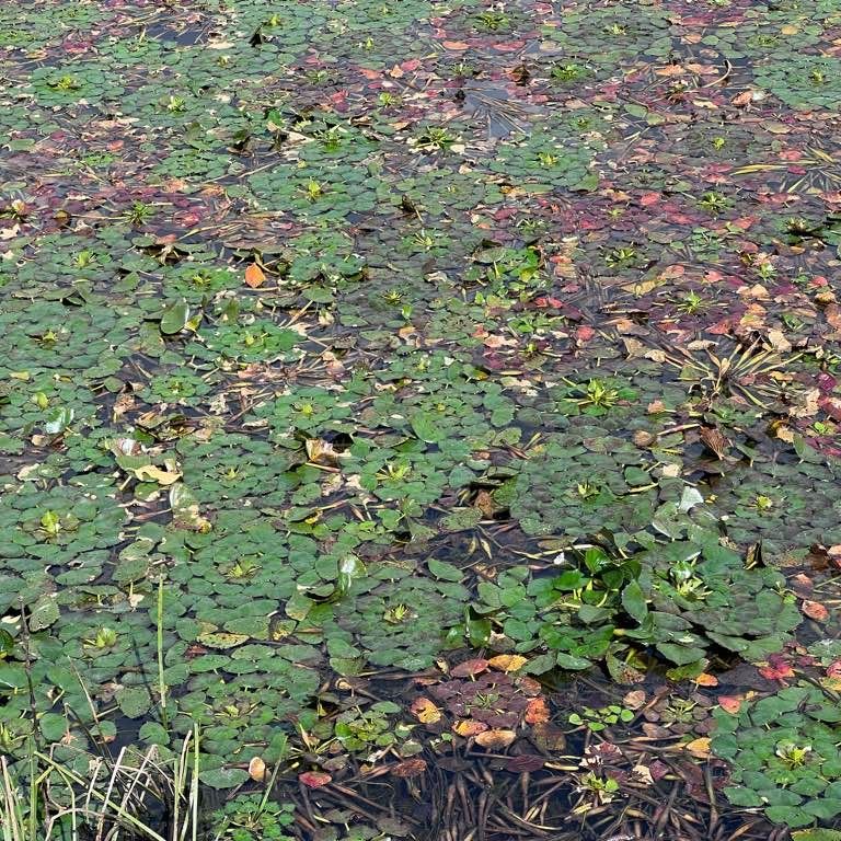마름