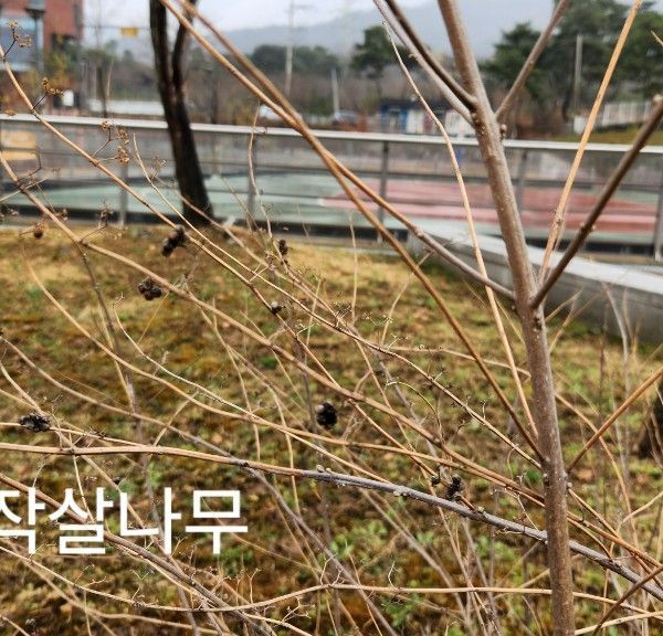 좀작살나무