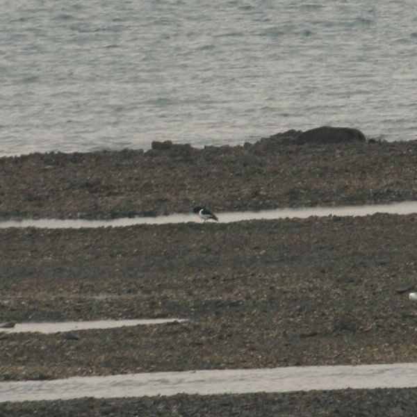 검은머리물떼새