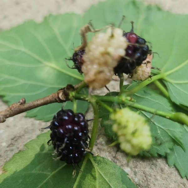 산뽕나무