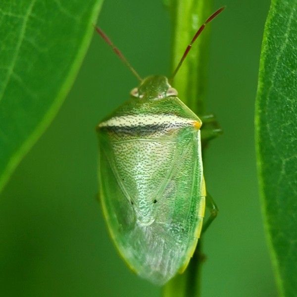가로줄노린재