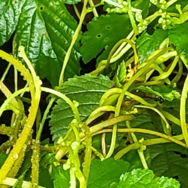 새삼