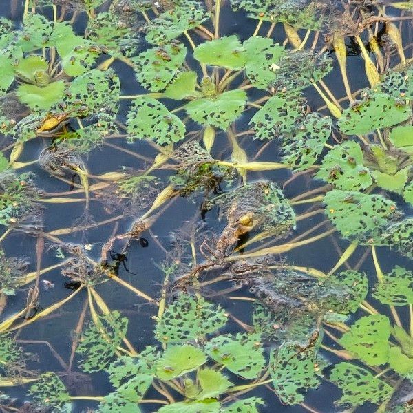 마름