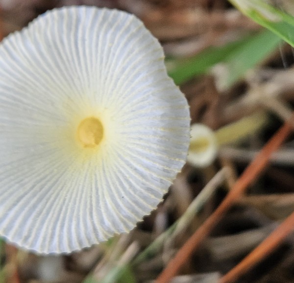 여우꽃각시버섯